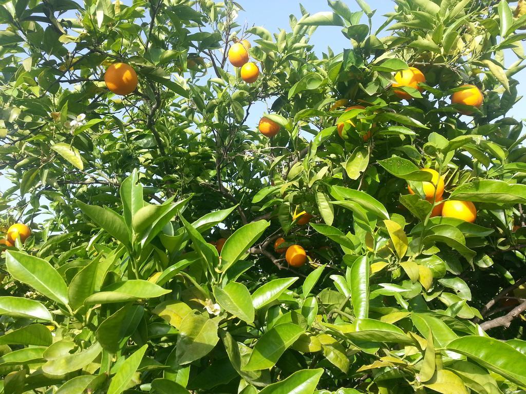 A Lumia Villa Noto Luaran gambar